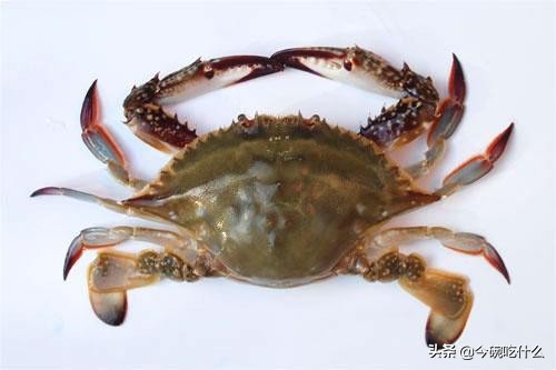 不放水怎么蒸大闸蟹螃蟹最好吃,螃蟹除了清蒸外还能怎么做