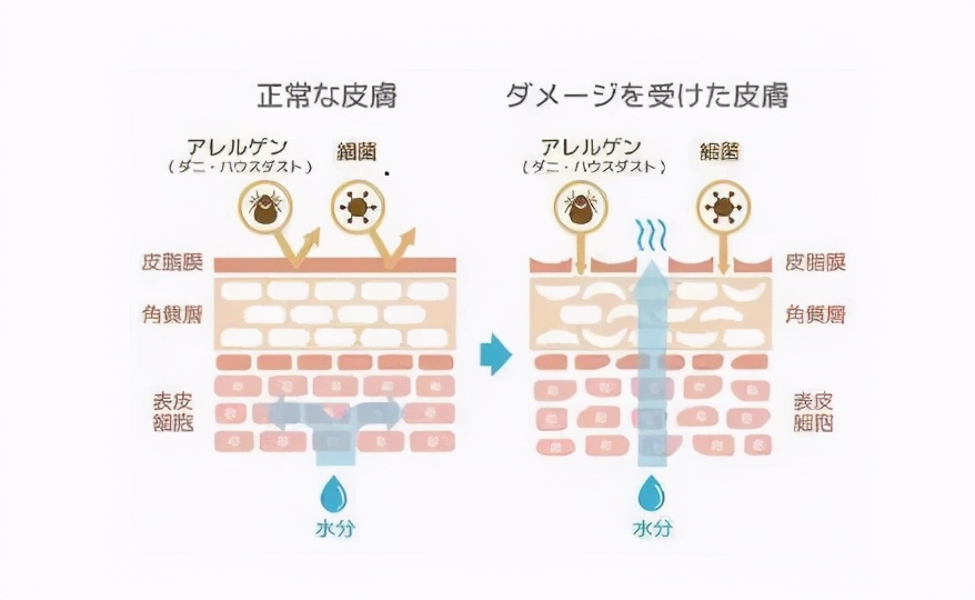 怎么养肤让皮肤细腻又白,怎么使皮肤又白又滑又紧致