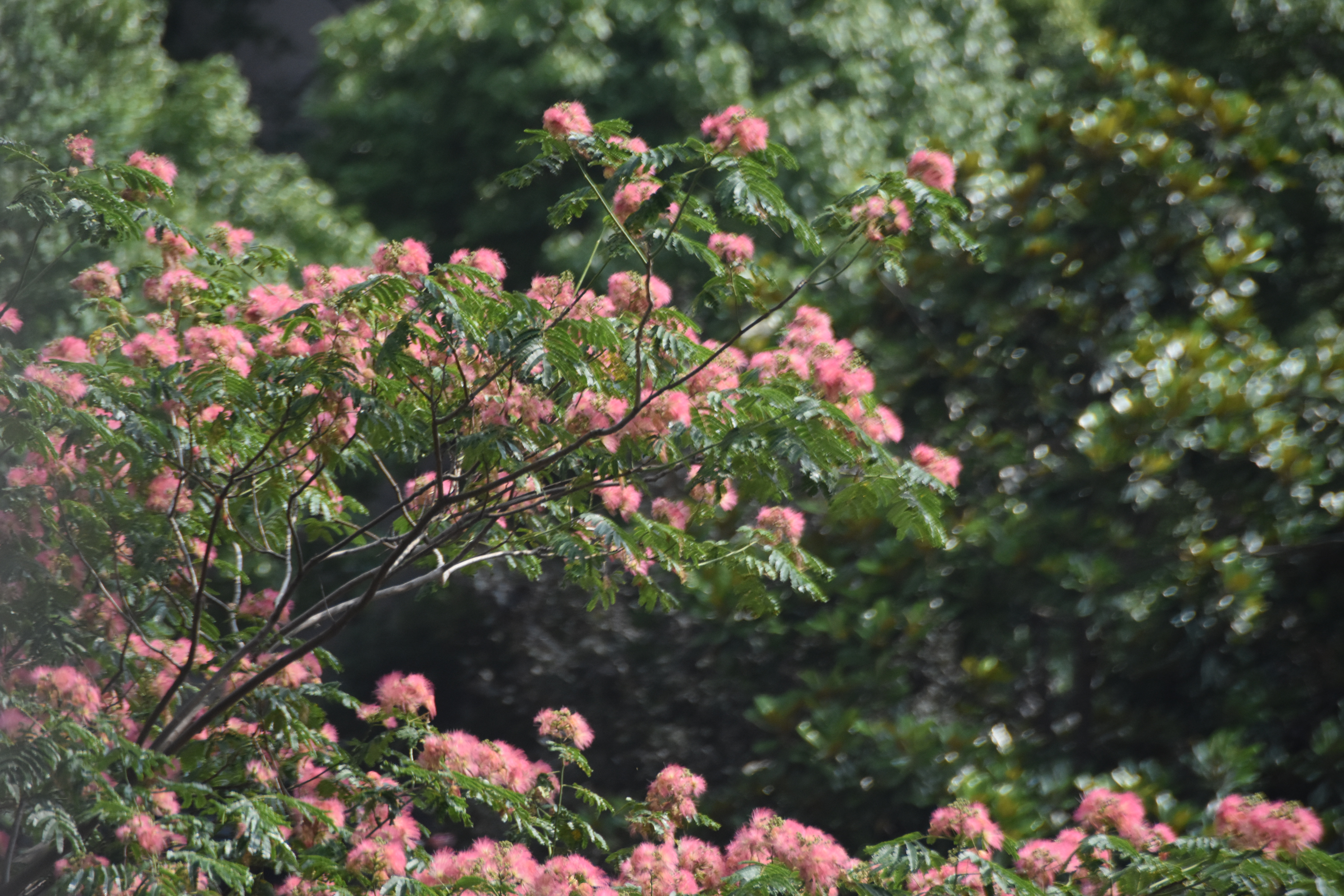 昆山花桥最美丽的地方是哪里,昆山花桥以前是什么样子