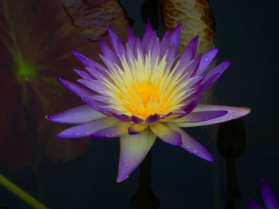 广州公园大片花海,广州哪个地铁站附近有花海