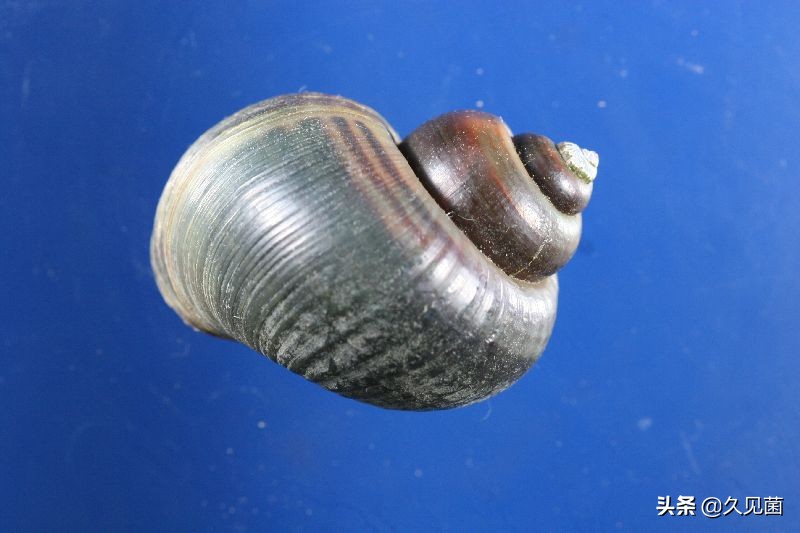 继580万吨菠萝之后,莲雾又遭退单,介壳虫到底是何方神圣?