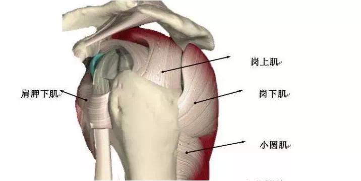 潍坊哪个医院看肩周炎比较好,潍坊中医院颈肩腰腿疼专家