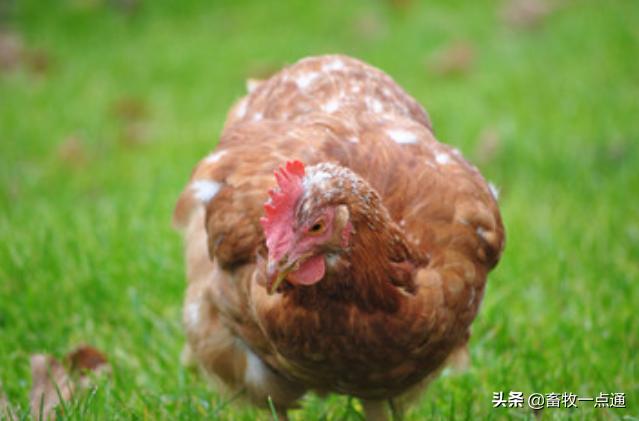 鸡得痛风的症状及治疗方法,鸡痛风用通肾药可以吗