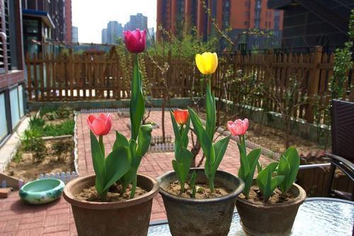 室内用水栽培大蒜的方法,刚种下的盆栽大蒜能晒太阳吗