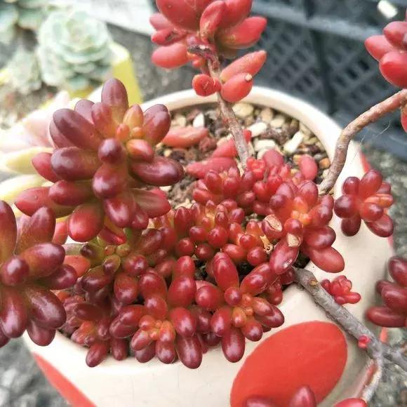 多肉虹之玉开花,多肉虹之玉长白霜