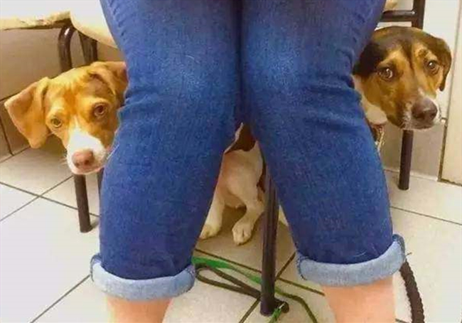 小奶狗生病了去打针,小奶狗被主人打会记仇吗