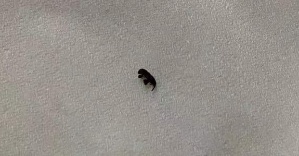 美素佳儿奶粉里面有异物,美素佳儿有没有受污染