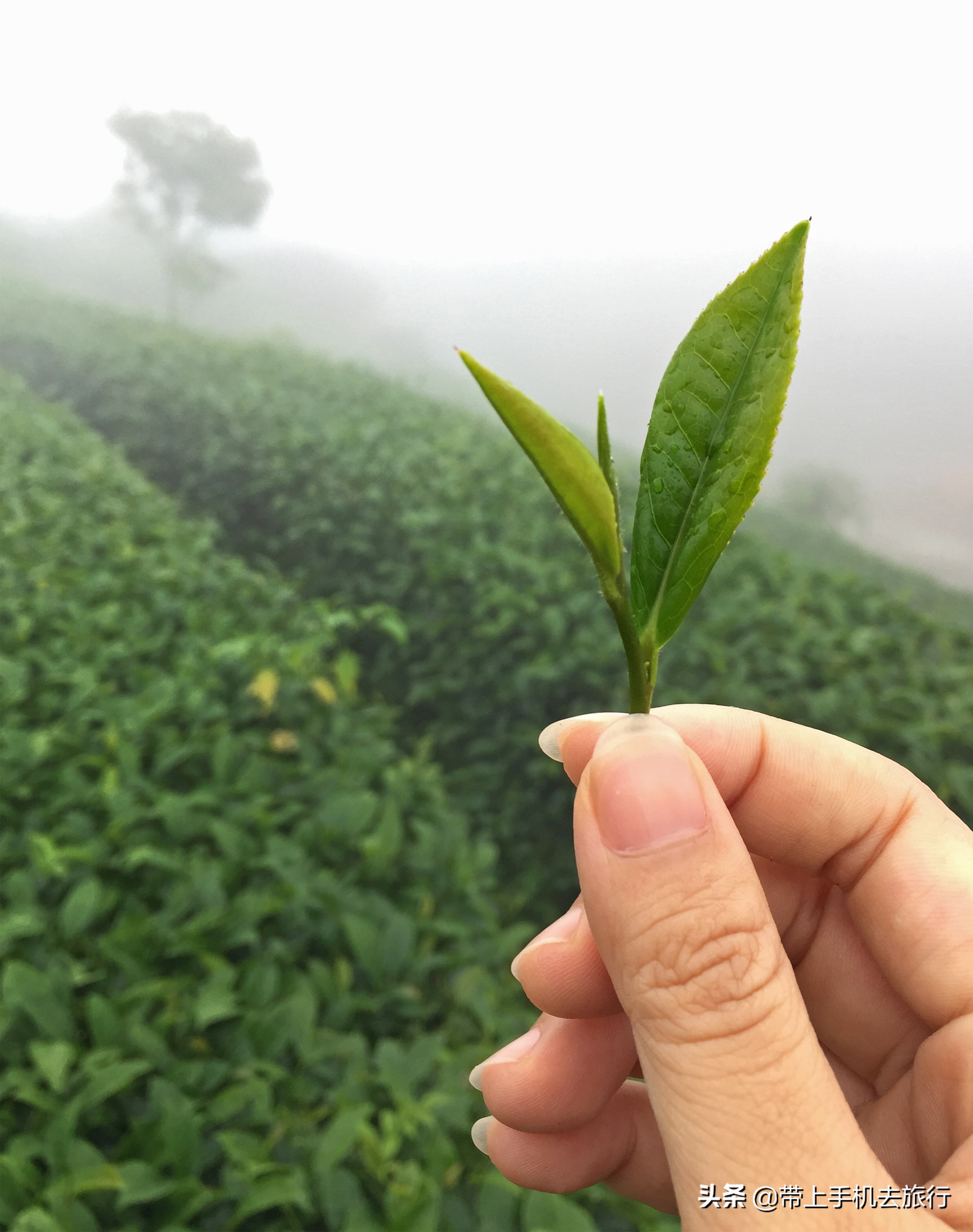 手机摄影聚焦技巧,手机摄影视频怎么聚焦