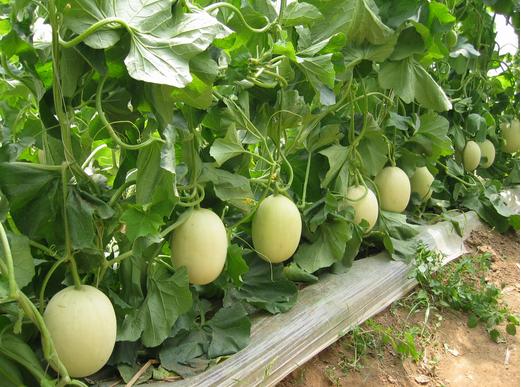 甜瓜叶斑病与霜霉病差异对比,甜瓜棒孢叶斑病图片和防治方法