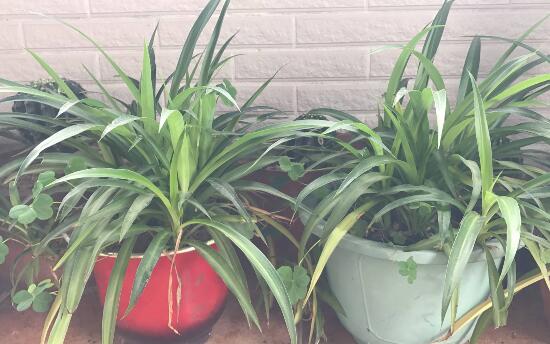 吊兰烂根了怎么办,吊兰烂根什么原因