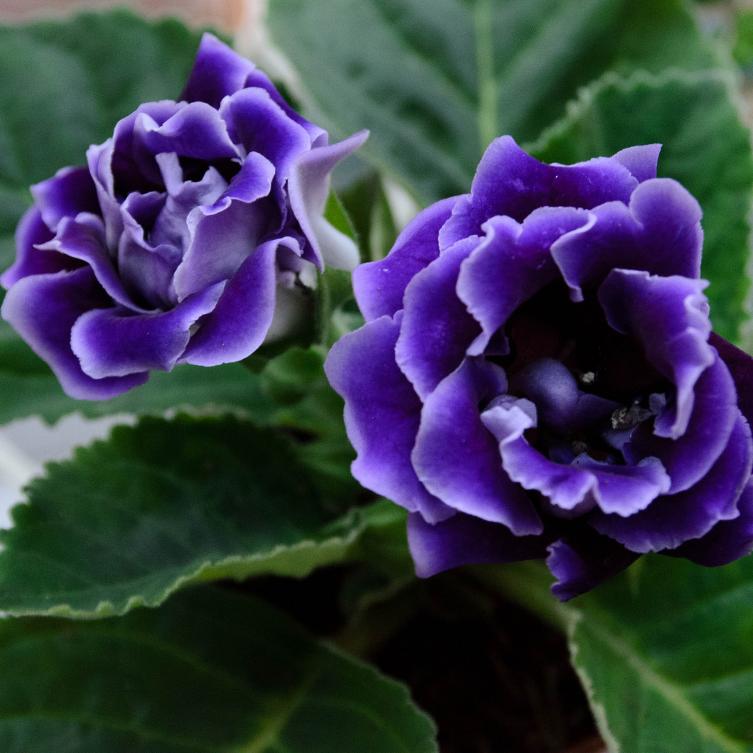 五月开花菊花的养护,又好养又好看的彩色菊花