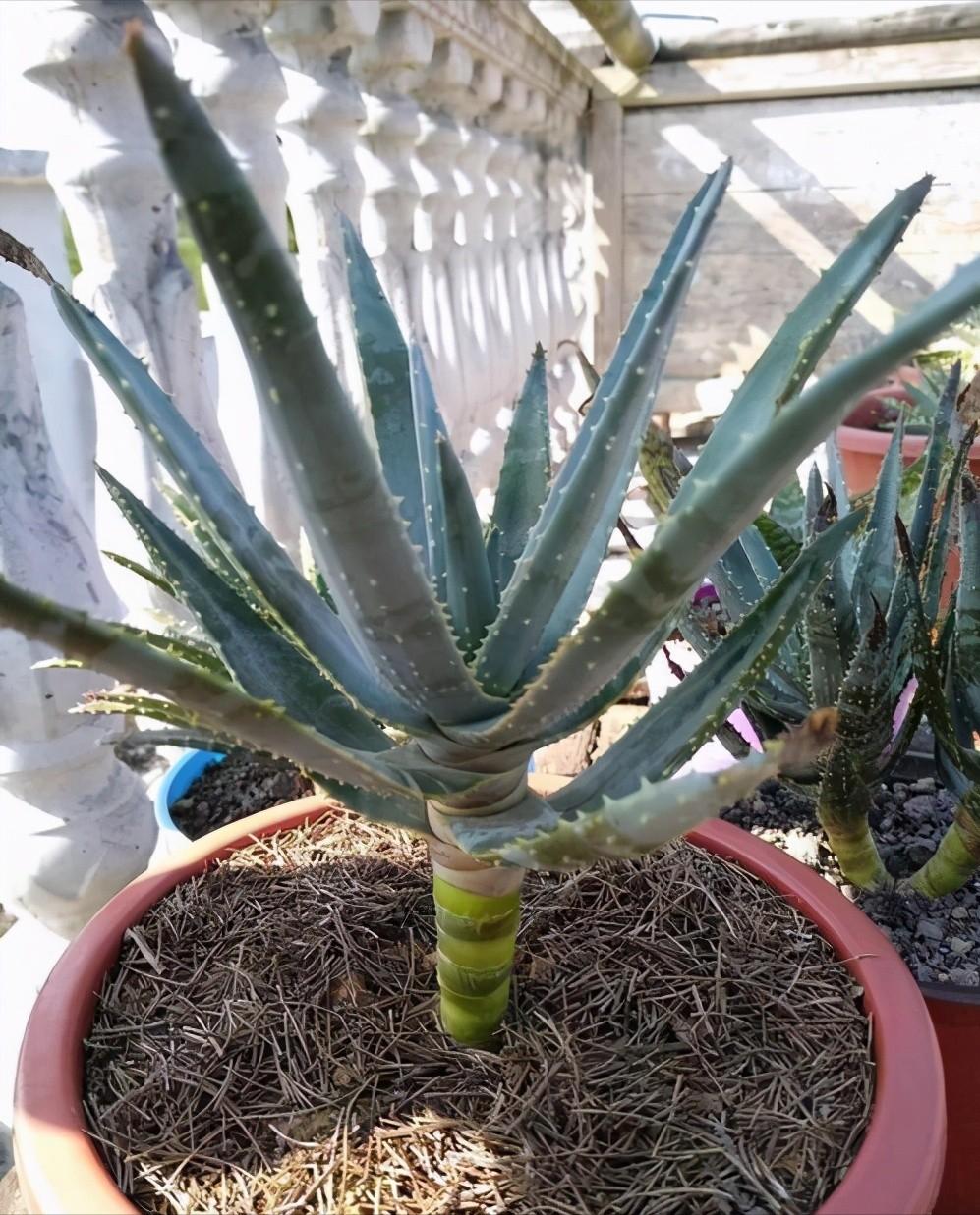 芦荟怎么养才能开花很美,家庭养芦荟最好的方法