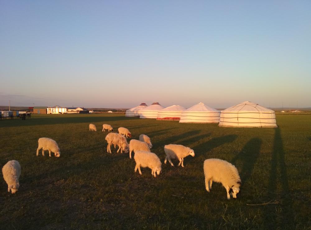 内蒙呼伦贝尔牧民有2000只羊，他一年赚多少钱？