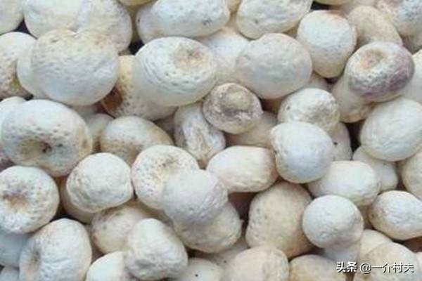 玉米地一种常见野草，农民见了就拔，却不知其比玉米贵50倍