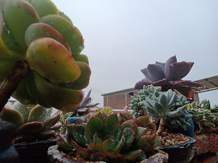 多肉植物成功授粉后,“这些”要点一定要注意