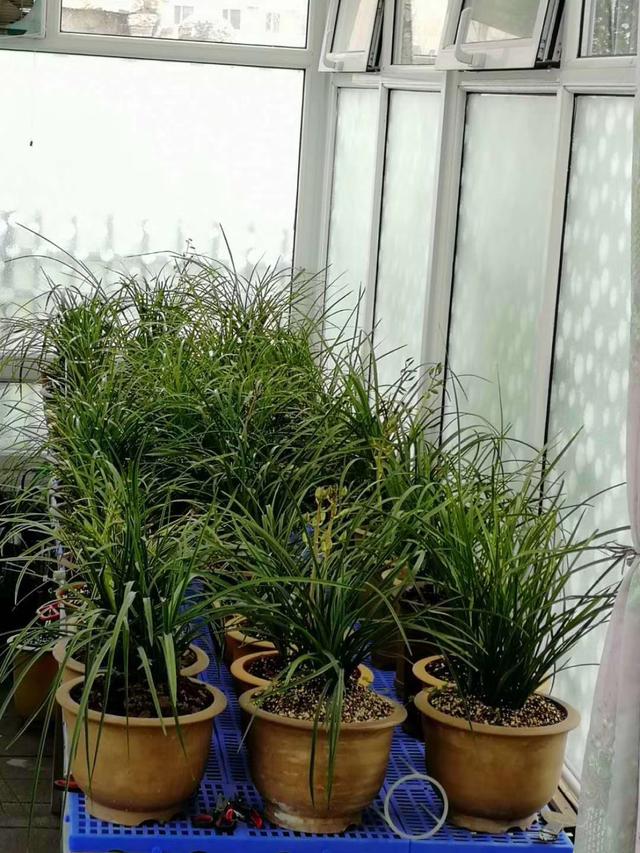 腐殖土能否种好兰花？山里8年兰友说：用这“土方法”，年年开花