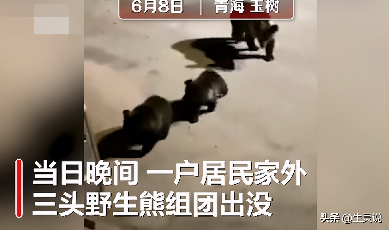 猛犬藏獒与其它猛犬对决,藏獒斗黑熊