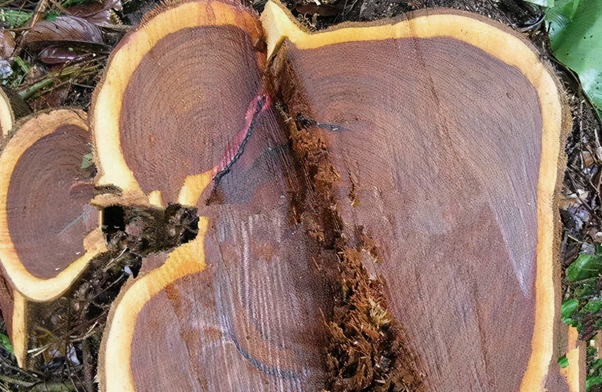 红木知识,红木木头知识