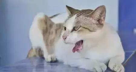 福懋宠物医院最新视频,宠物医院福懋