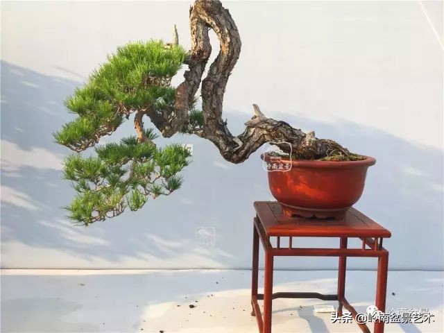 鎮礀缁濆閫㈢敓,鎮礀鐩嗘櫙澶у叏