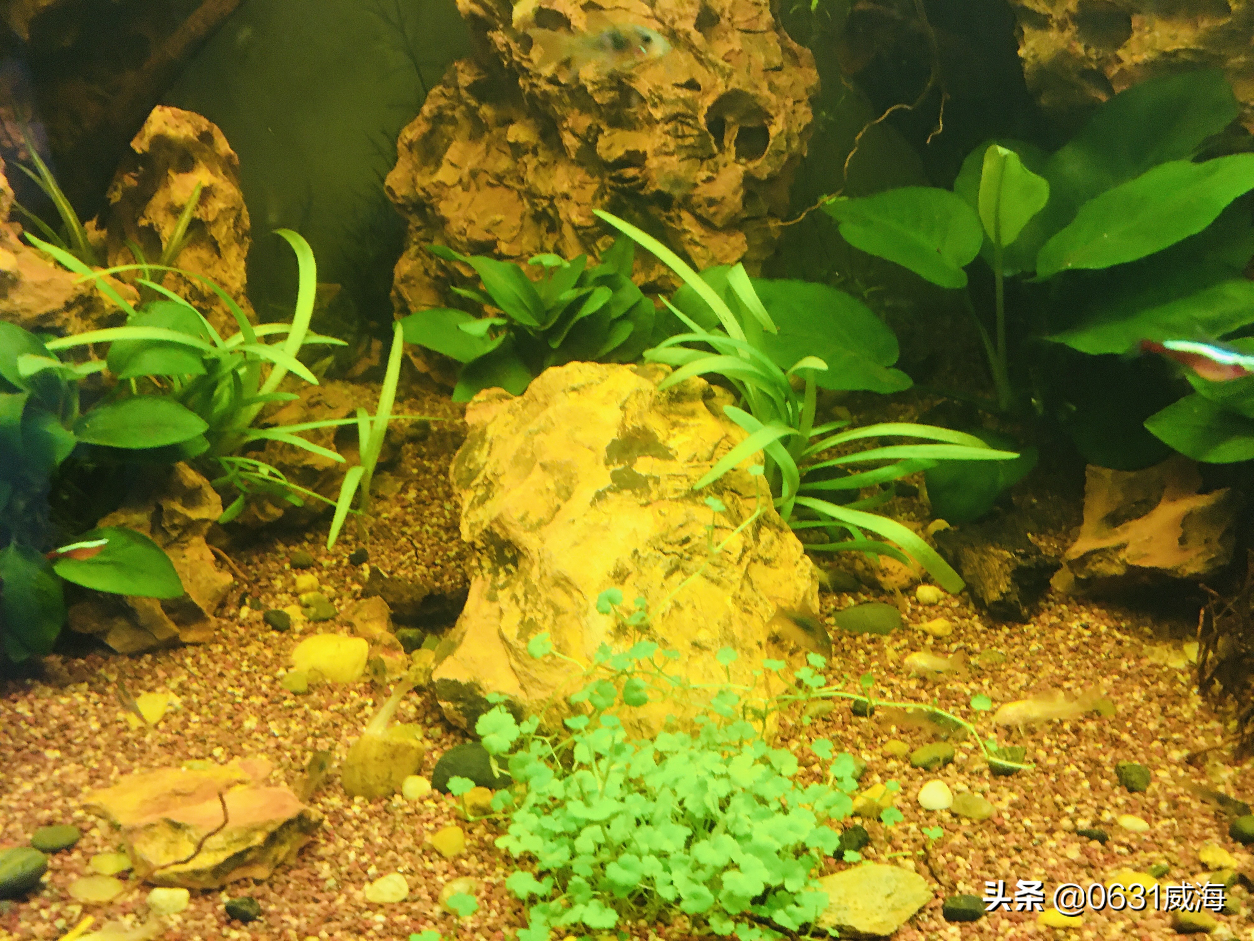 如何根据水面泡沫看水质,鱼缸有泡沫水质非常清