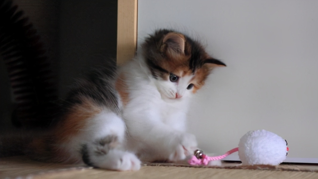 上一秒安静睡觉，下一秒疯狂跑酷，我家猫是不是脑子不正常？