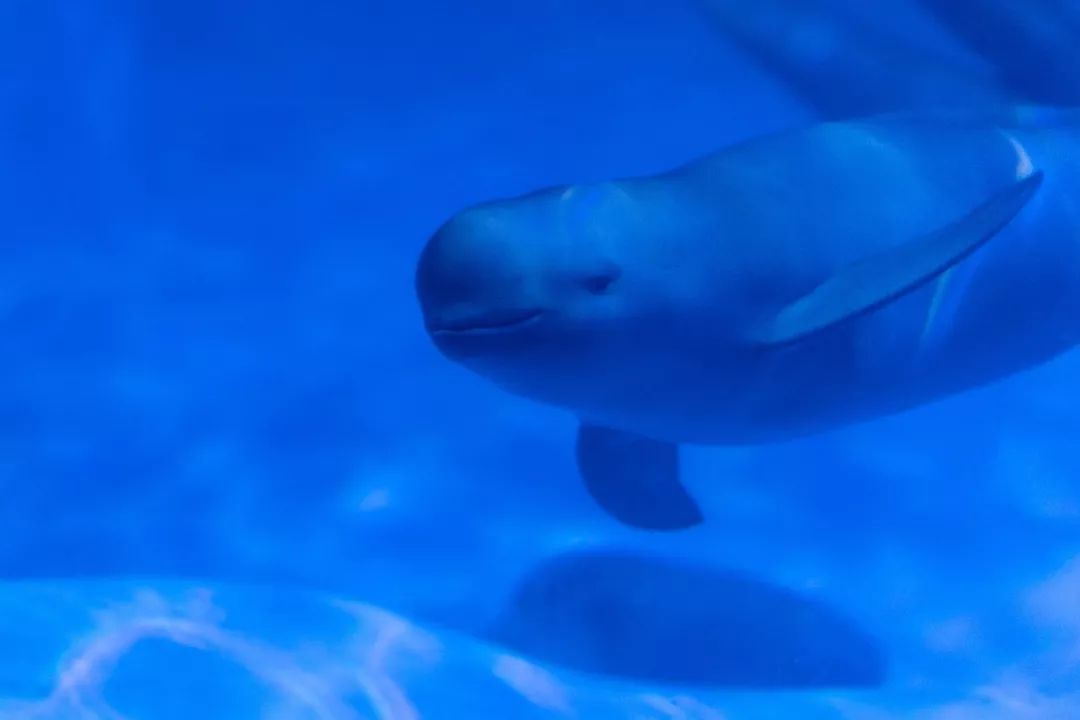 蓬莱美如画,蓬莱美景