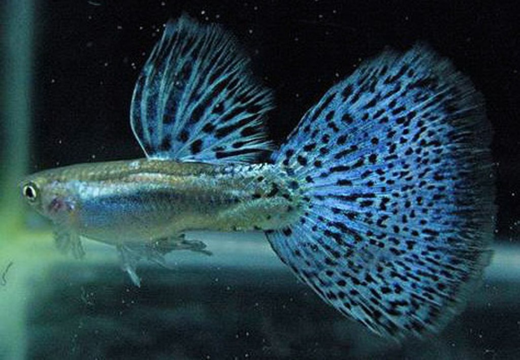 我们草缸养的孔雀鱼原来都错了,它更适合这种环境生存