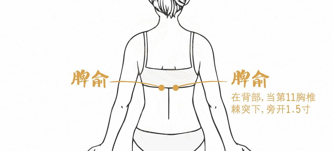 身上带的最强健脾穴位,冬病夏治敷贴穴位示意图