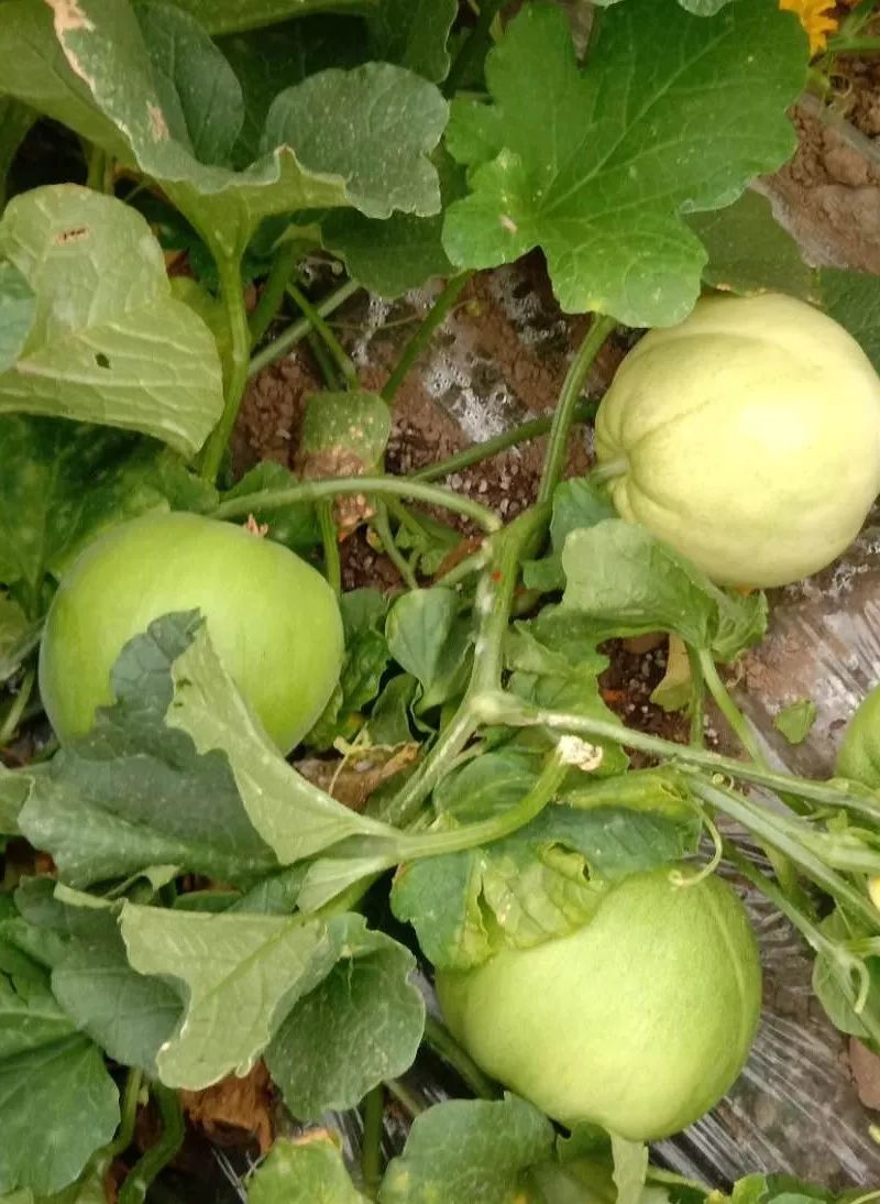 江阴附近生态园葡萄采摘,江阴申港采摘园