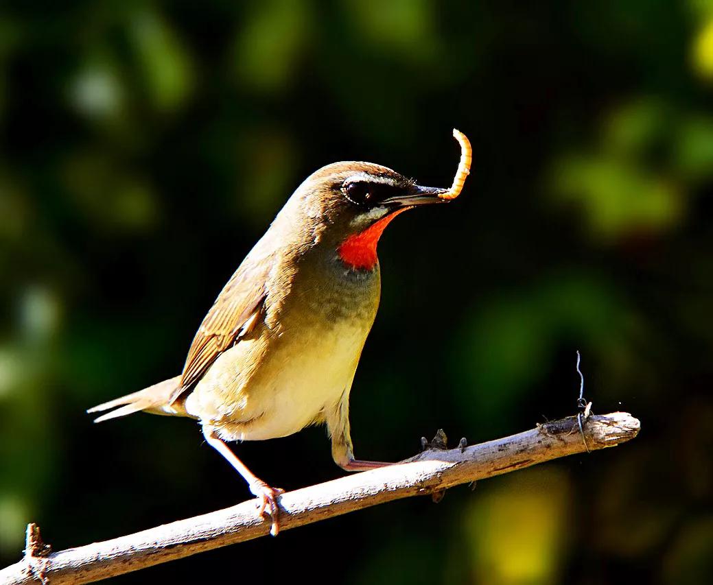 红靛颏和蓝靛颏哪种叫声好听,正宗红靛颏鸟