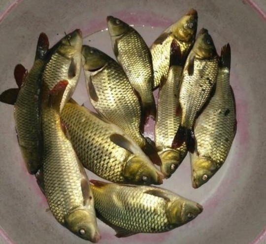 野钓鲫鱼什么季节用行程漂,野钓鲫鱼什么季节最合适