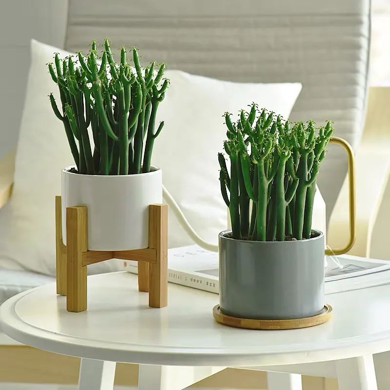 家里种光棍树多肉好不好,光棍树适合室内养殖吗