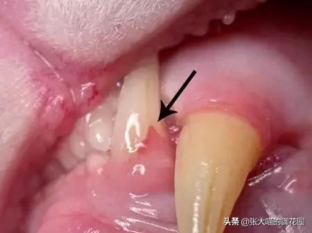 猫咪有很多口臭是什么原因,猫咪口臭是什么原因导致的