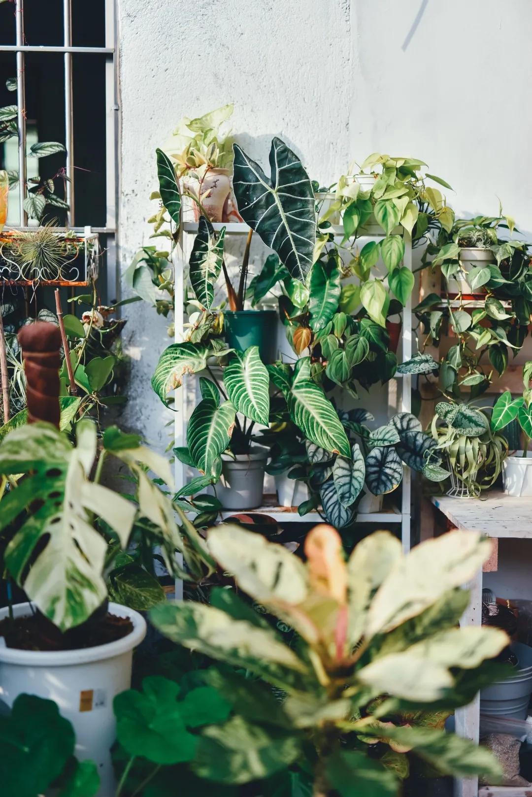 没花园怎么种花？从东北到广东，4位大神在室内种出植物园，绝美