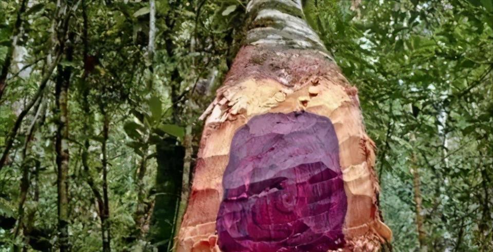 木材知识有哪些,木材知识大全樱桃木