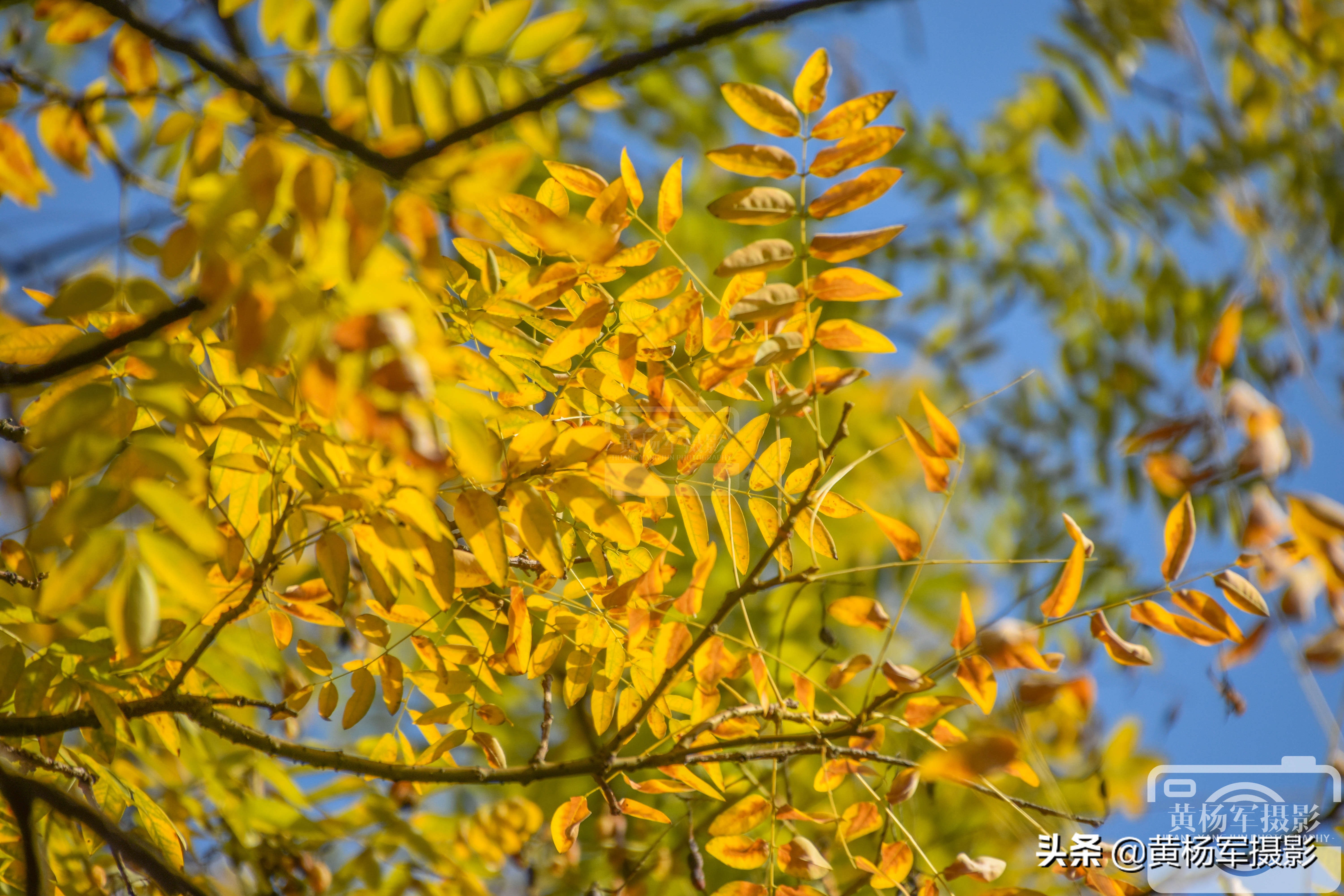 阳光下金灿灿的银杏叶,阳光下金黄的银杏叶
