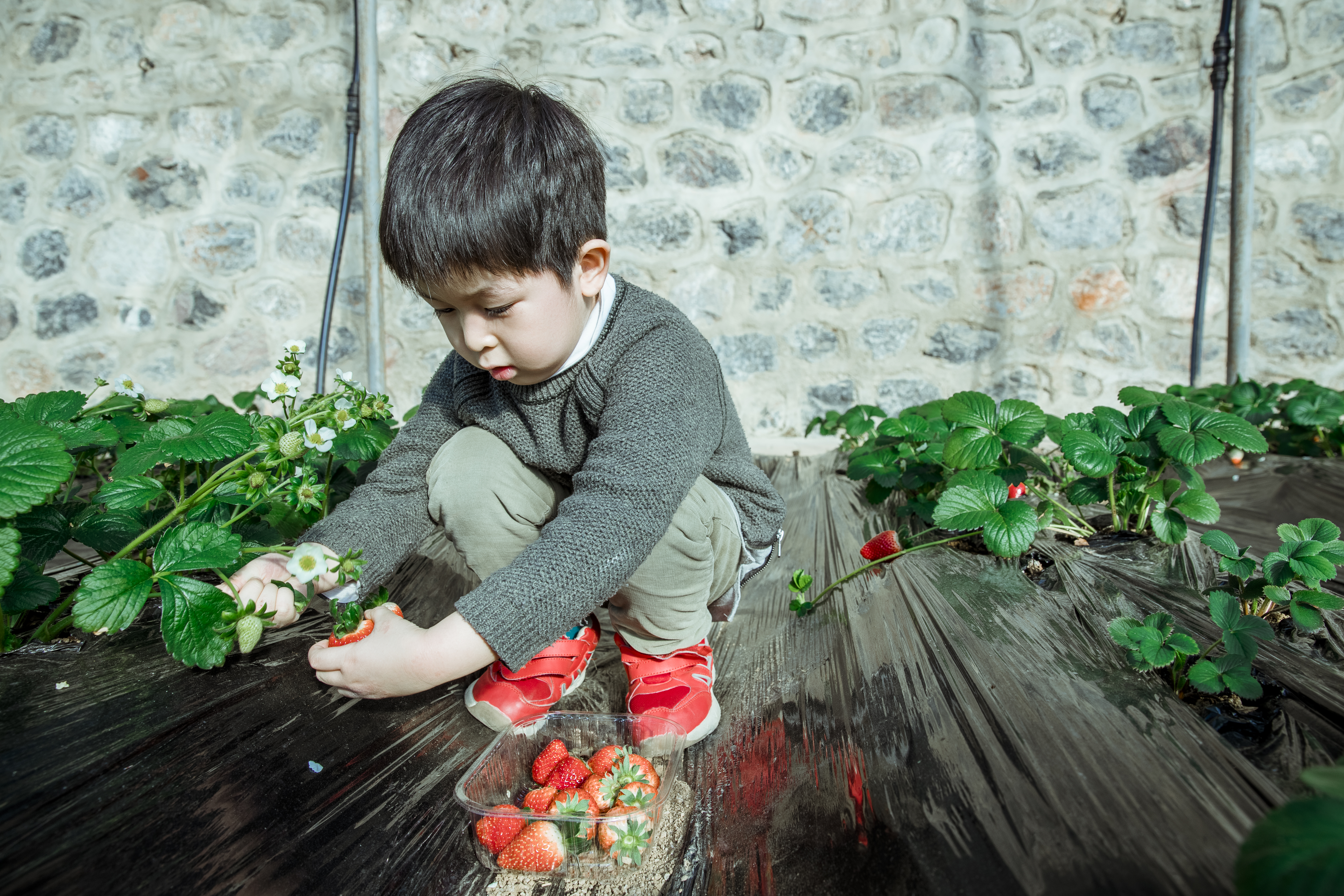 三寰牧场清明节踏青活动“友田计划”招募合伙人,共享春日生机
