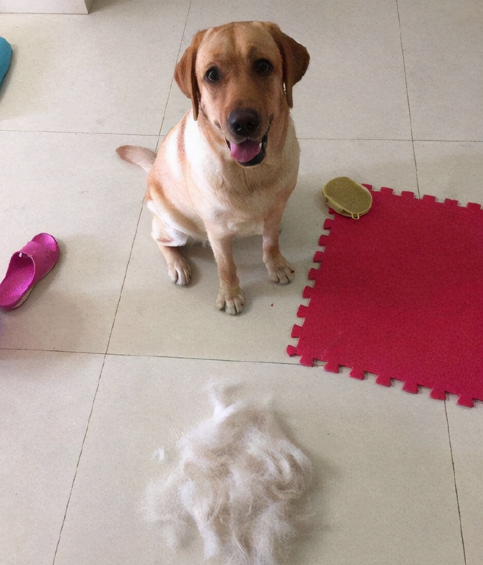 十大不掉毛体味轻的狗排名,干净不掉毛无体味的大型狗