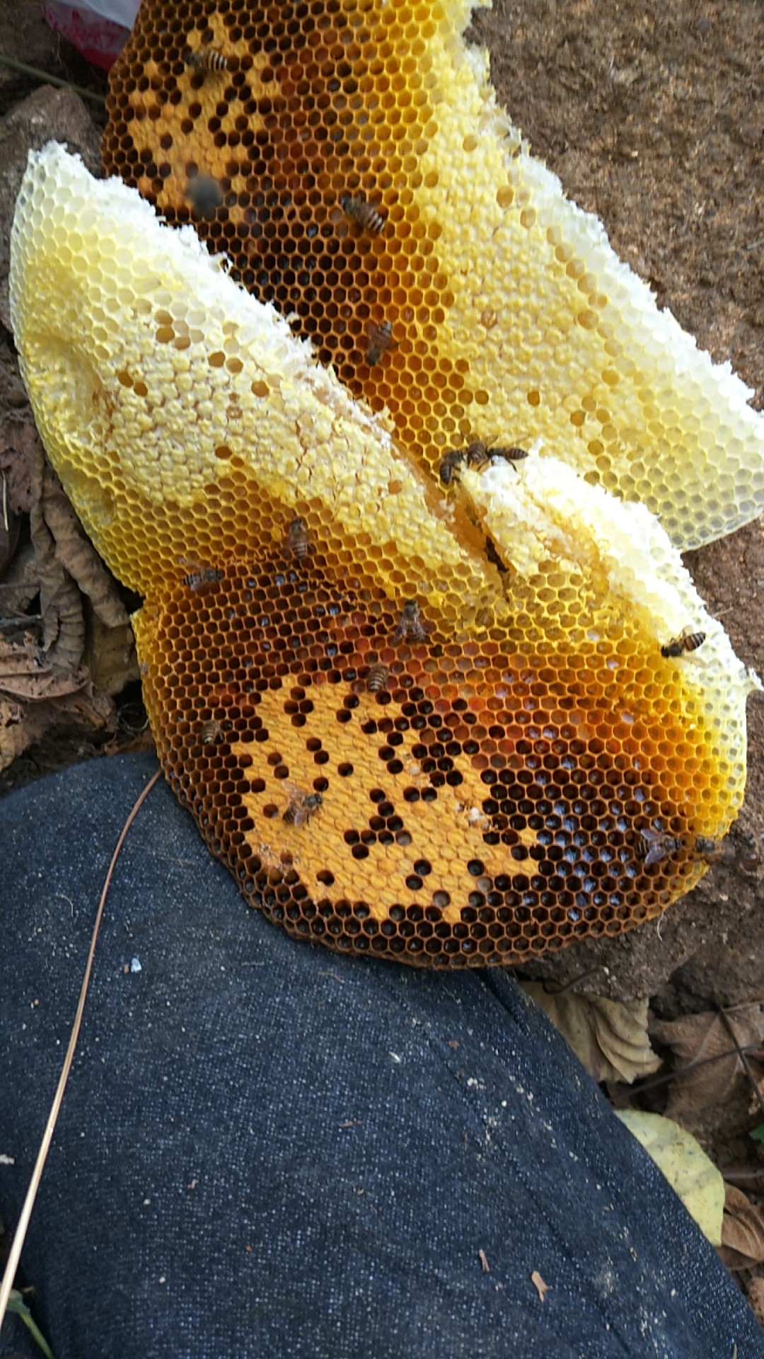 蜜糖结晶了怎么分真假,市场假蜂蜜的现状是什么