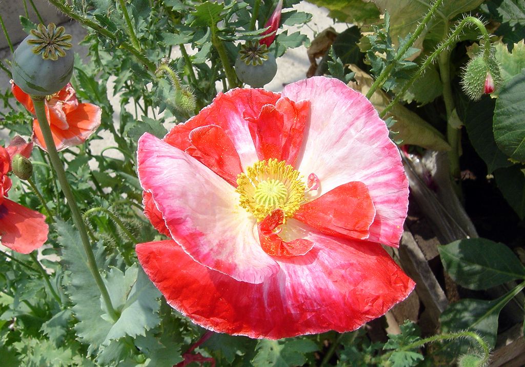 *片鸦**本是治病的良药,到底是如何变成*品毒**的?原来是使用方式变了