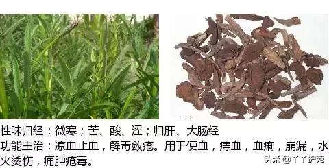 农村身边的中草药主治与功效,中草药全图谱与功效