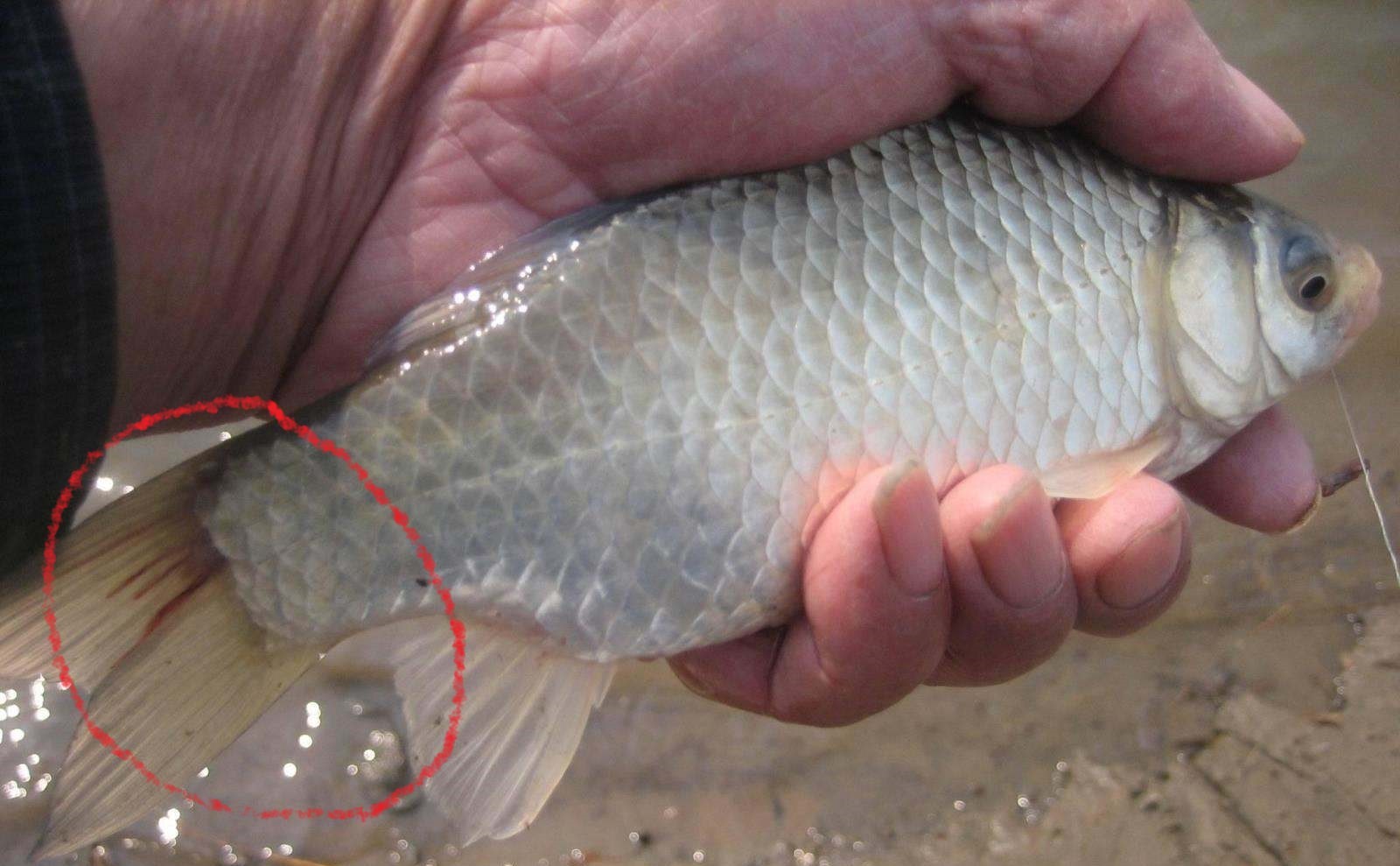 鱼类身上最常见的寄生虫长什么样,23种常见鱼类寄生虫高清图谱