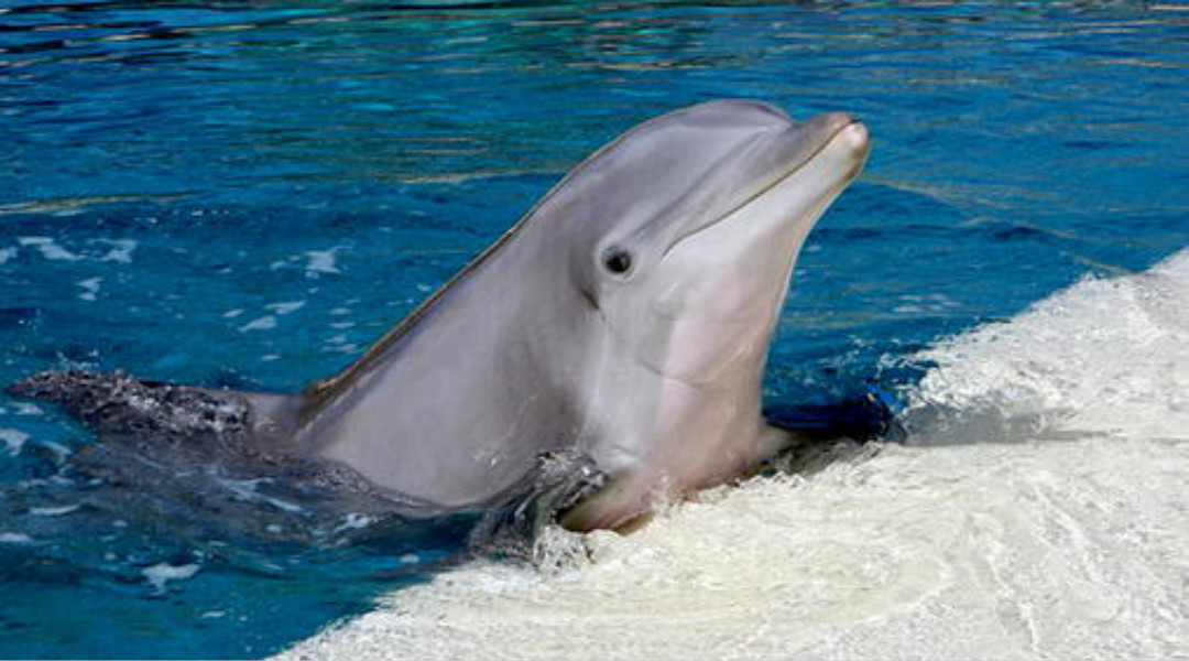 动物的神奇能力,动物的医疗本领