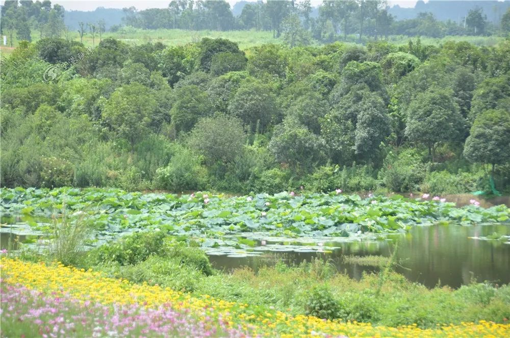 成都空港花田什么时候去最好看,双流空港花田这两天去好耍不