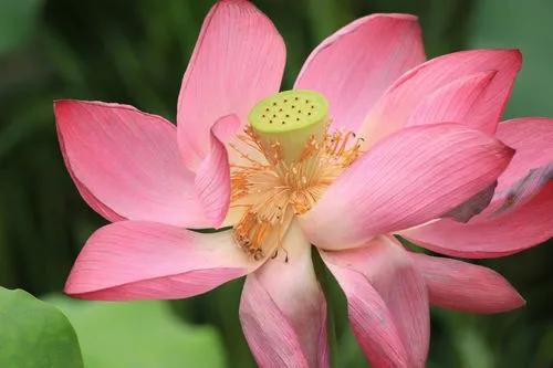 残荷虽败风骨犹存文案,残荷虽败能听雨
