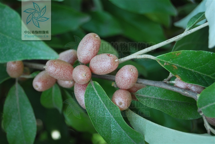 补阳丹主治功效,八宝丹治疗跌打损伤