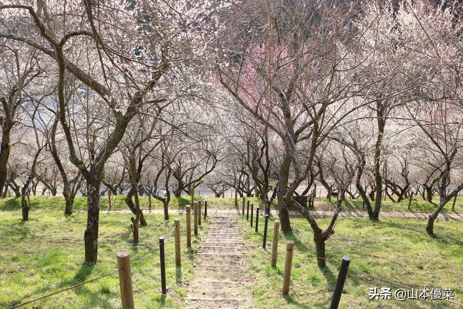 不先一步感受春天的到来吗日本全国华丽的梅花名胜