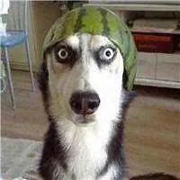 狗鼻子湿说明生病不严重吧,狗狗鼻子不湿润就是有病还没好吗