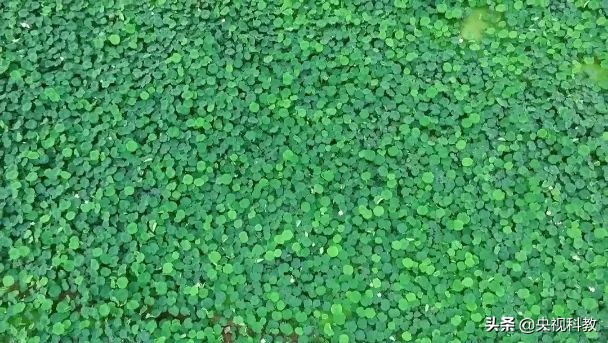 中国影像方志|隆尧：李唐故里招子鼓高亢激昂，泽畔鲜藕、羊肉汤香飘万里